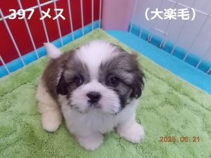 顔大