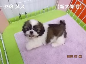 左横
