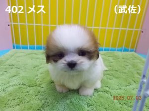 顔
