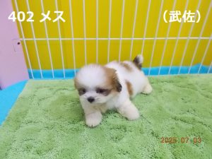 前