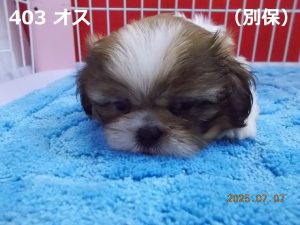 顔