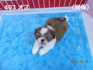 伏せ