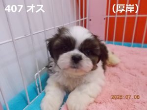 顔大