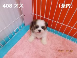 顔