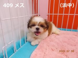 顔