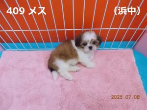横